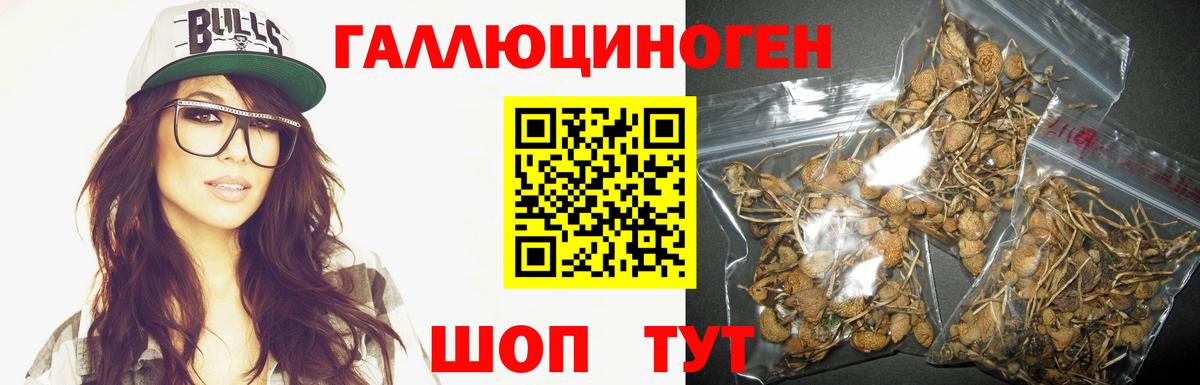 Галлюциногенные грибы Psilocybe Чернушка